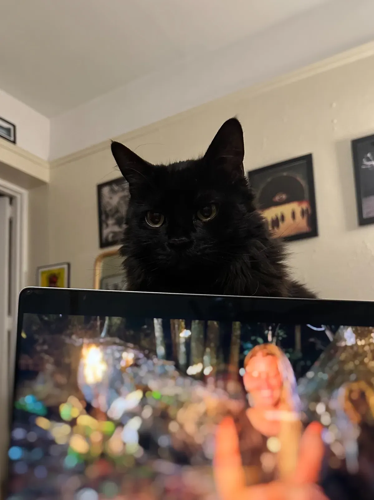 a long-hair black cat looks over the top of a laptop screen judging my life choices