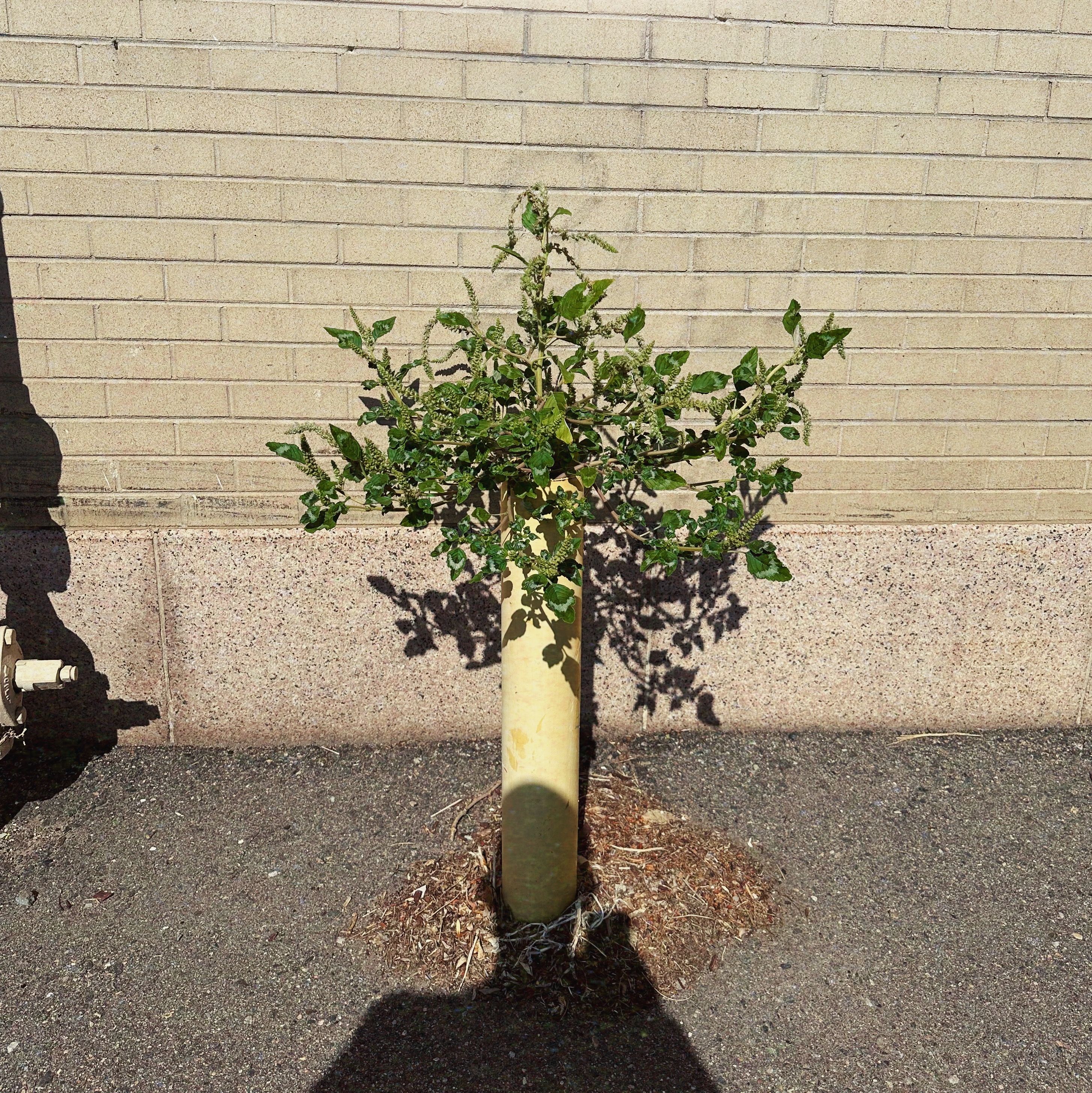 a tree sprout is growing up through a pole